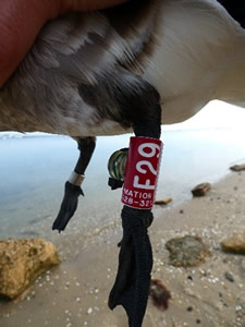 Red numbered leg band on brant