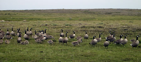 AP geese in Arctic Quebec about to be captured for banding