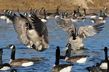 Canada geese landing in flock