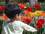 Child discovering colorful tulips