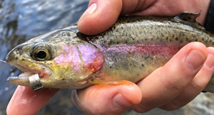 Jaw tagged trout