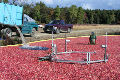 Cranberries being harvested in the Pinelands